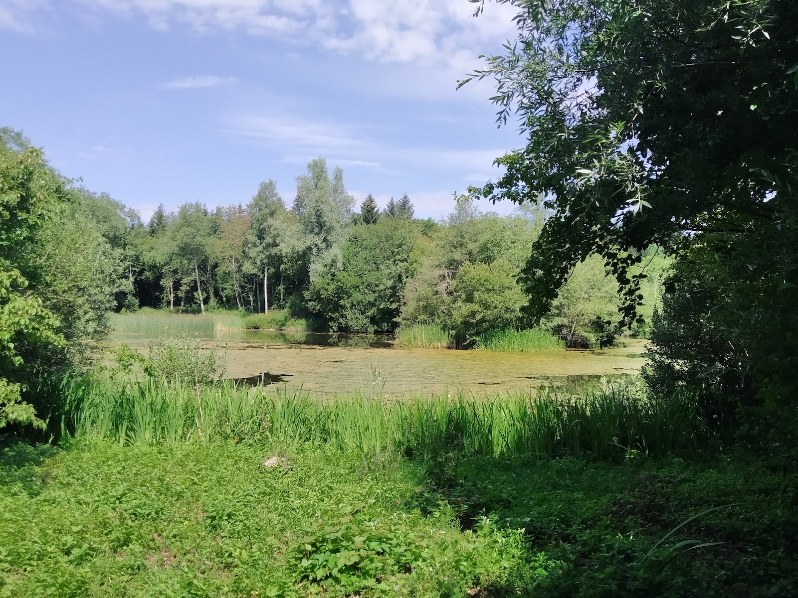 Ne jetez pas votre poisson rouge
