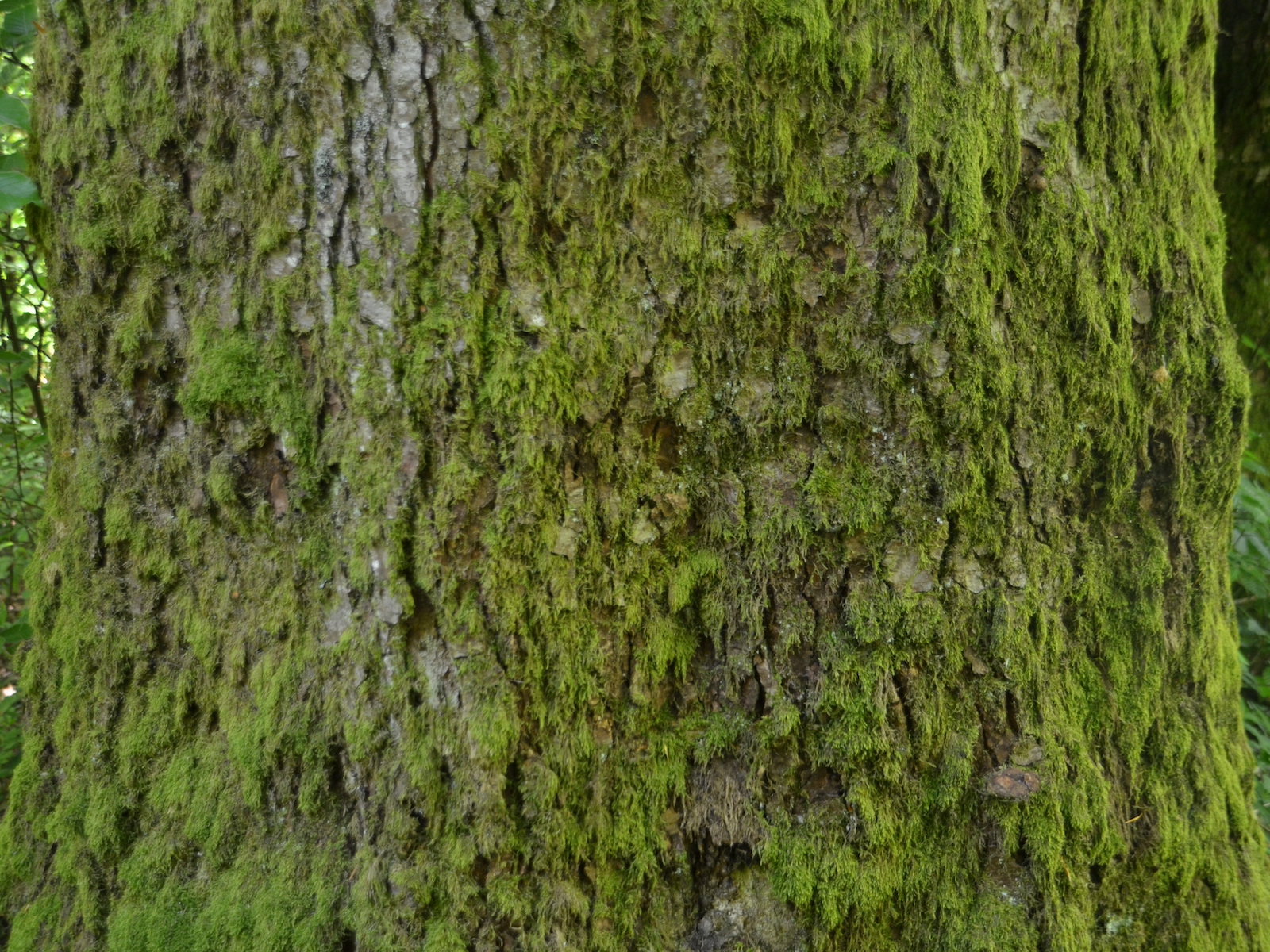 Signalétique de réserves forestières