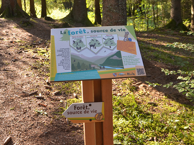 Torgon Forêt source de vie